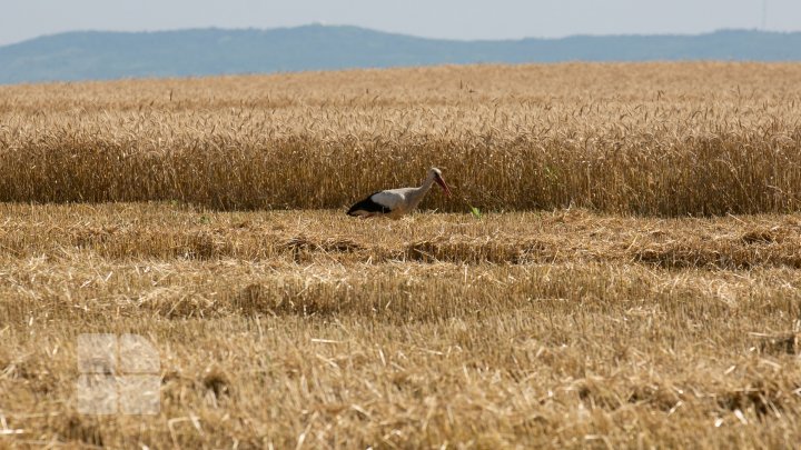 Vara pe melagurile moldave. Imagini care îţi vor trezi amintiri (FOTOREPORT)