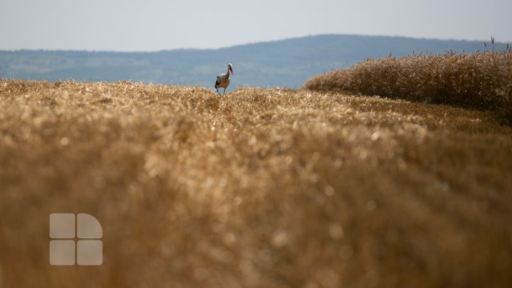 Vara pe melagurile moldave. Imagini care îţi vor trezi amintiri (FOTOREPORT)