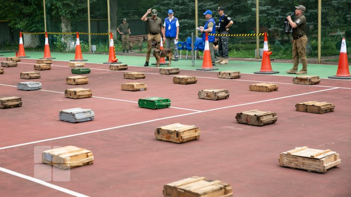 Competiție pentru câini la Vadul lui Vodă. Cum au reușit patrupezii să impresioneze arbitrii (FOTOREPORT)