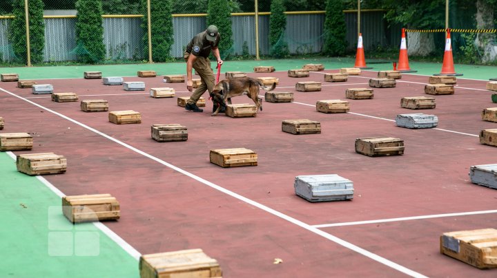 Competiție pentru câini la Vadul lui Vodă. Cum au reușit patrupezii să impresioneze arbitrii (FOTOREPORT)