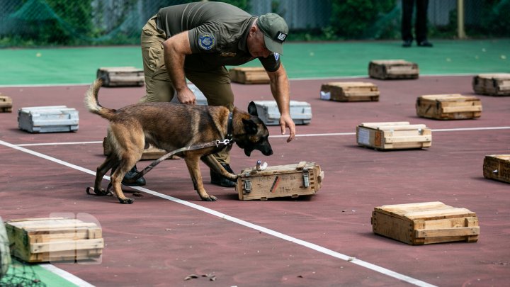 Competiție pentru câini la Vadul lui Vodă. Cum au reușit patrupezii să impresioneze arbitrii (FOTOREPORT)