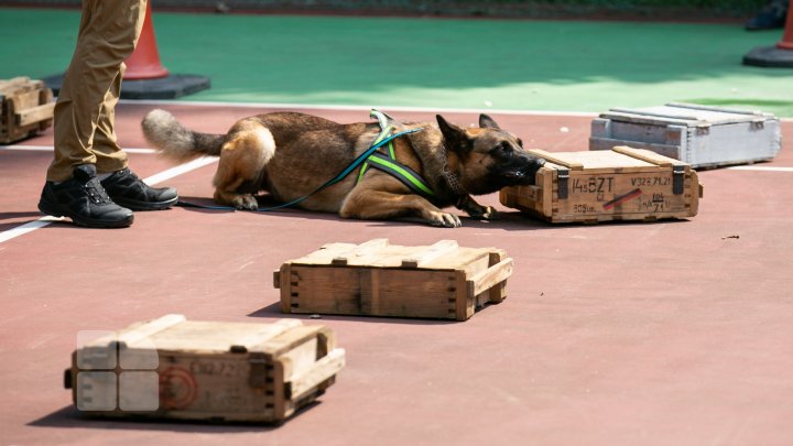 Competiție pentru câini la Vadul lui Vodă. Cum au reușit patrupezii să impresioneze arbitrii (FOTOREPORT)