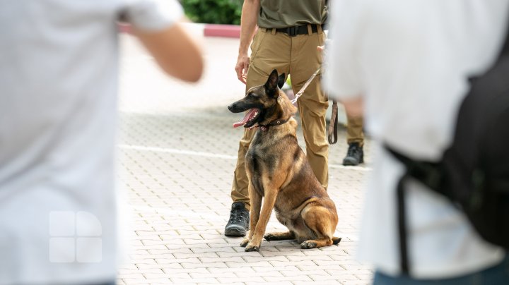 Competiție pentru câini la Vadul lui Vodă. Cum au reușit patrupezii să impresioneze arbitrii (FOTOREPORT)