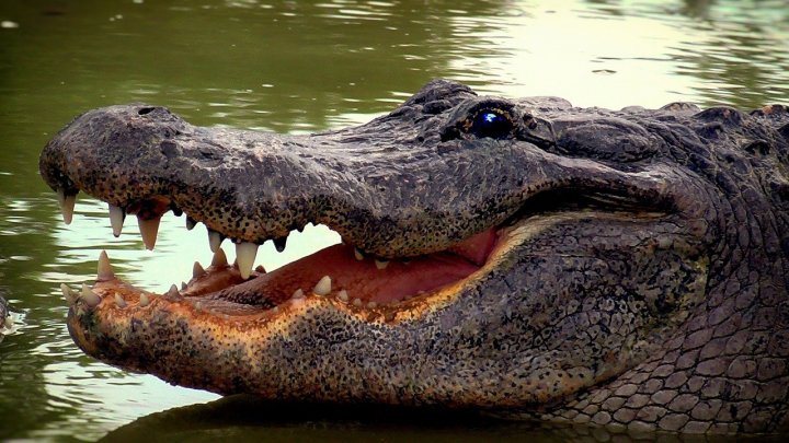  O angajată de la o grădină zoologică din SUA a fost atacată de un aligator (VIDEO)