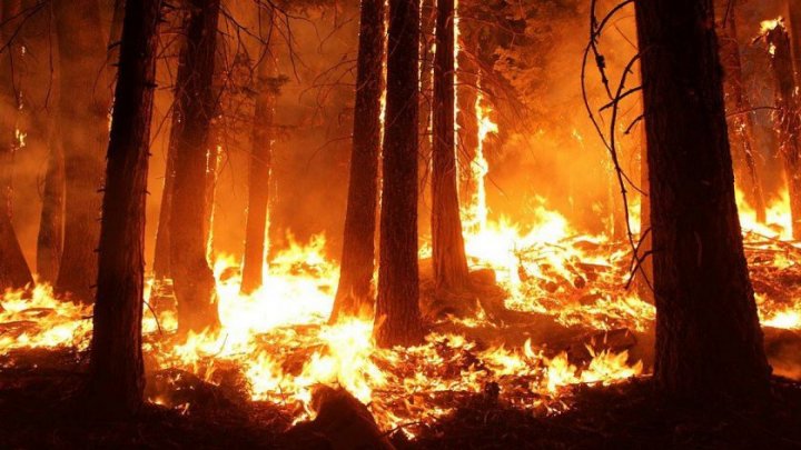 Un alt incendiu a distrus vegetaţia de pe 20 de hectare în comitatul Tuolumne din California