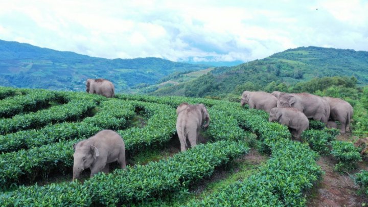 Imagini impresionante: celebra turmă de elefanți călători se întoarce acasă. Sute de mii de chinezi evacuați din calea animalelor