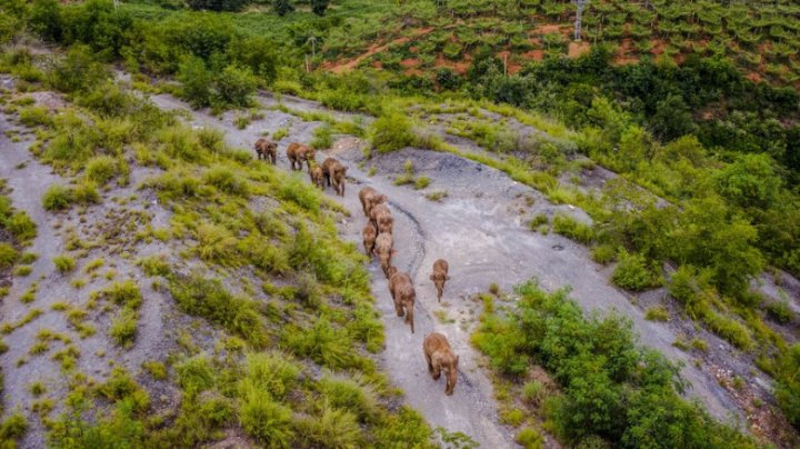 Imagini impresionante: celebra turmă de elefanți călători se întoarce acasă. Sute de mii de chinezi evacuați din calea animalelor