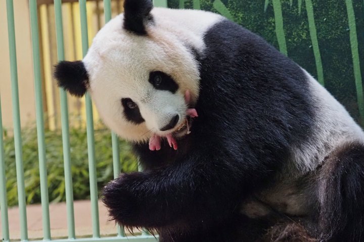 (GALERIE FOTO) O femelă de urs panda a adus pe lume gemeni la o grădină zoologică din Franţa