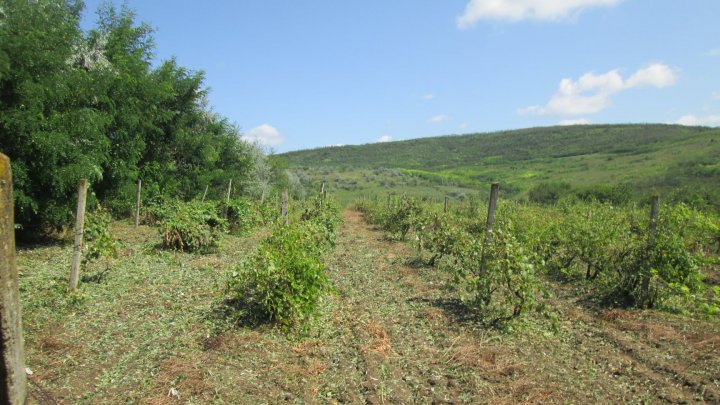 Consecințele ploii: imagini sumbre de pe terenurile agricole din Călărași