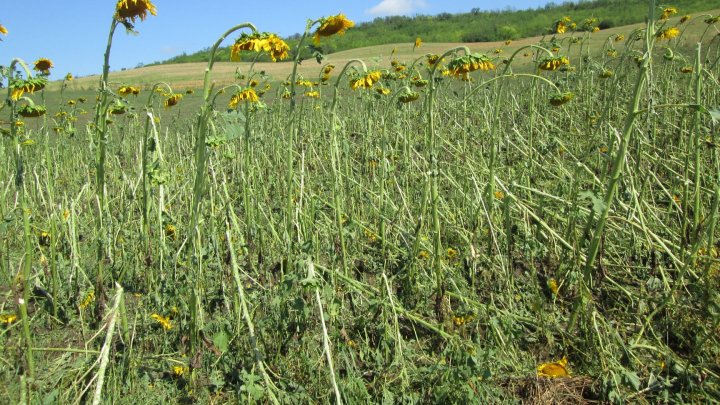 Consecințele ploii: imagini sumbre de pe terenurile agricole din Călărași