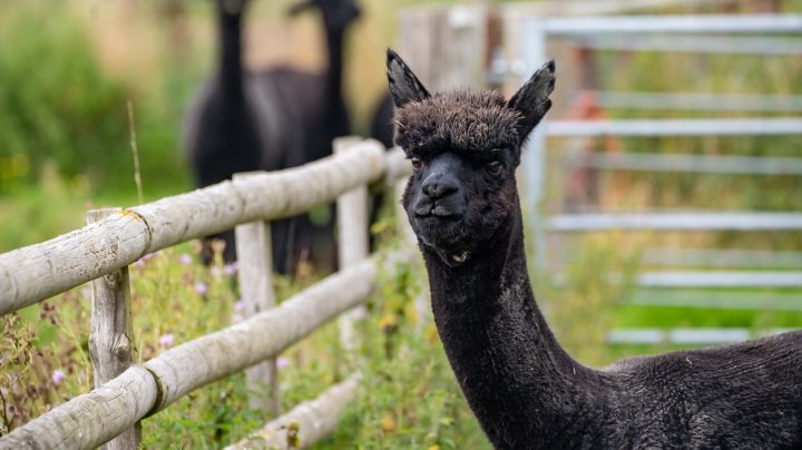 Scandal în Marea Britanie, după ce o alpaca a fost ridicată de autorități pentru a fi ucisă