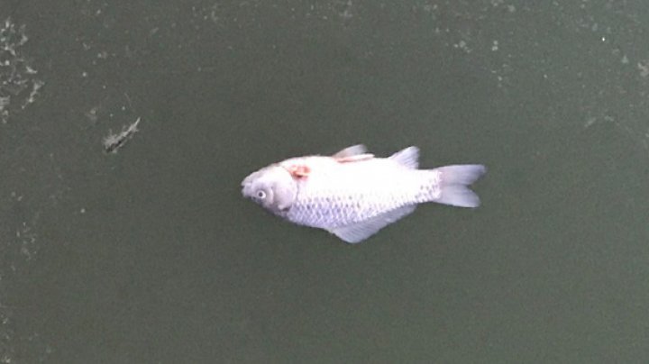 Imagini DEZOLANTE. Zeci de peşti morţi plutesc pe lacul din parcul Valea Morilor din Capitală