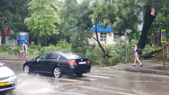 Imagini de GROAZĂ în Capitală. Furtuna a doborât mai mulți copaci, iar circulația pe străzi a fost blocată