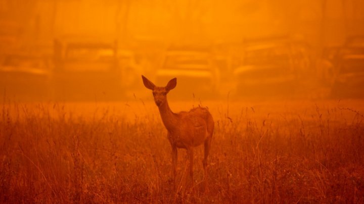 Imaginile dezastrului lăsat în urmă de incendii. Orașul Greenville pare acum locul unei explozii nucleare (FOTO) 