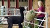 Scandal în Marea Britanie. Alpaca Geronimo, animalul din centrul disputei juridice între Guvern și proprietara sa a fost eutanasiat