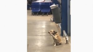 Imagini ce au adunat mii de aprecieri. Un câine din Brazilia salută clienţii la intrarea într-un magazin (VIDEO)