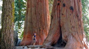 PERICOL pentru cei mai mari copaci de pe Terra. Ce decizie a fost luată pentru a-i proteja 