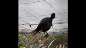 (VIDEO) Echo, pasărea care reușește să imite perfect plânsetul unui bebeluș