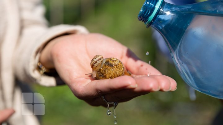 Povestea unui italian care și-a deschis o afacere exotică la Nisporeni. Crește melci și îi vinde peste hotare (FOTO)