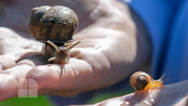 Povestea unui italian care și-a deschis o afacere exotică la Nisporeni. Crește melci și îi vinde peste hotare (FOTO)