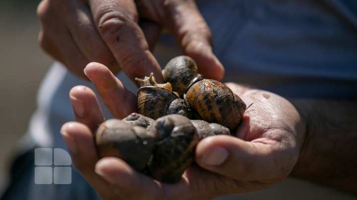 Povestea unui italian care și-a deschis o afacere exotică la Nisporeni. Crește melci și îi vinde peste hotare (FOTO)