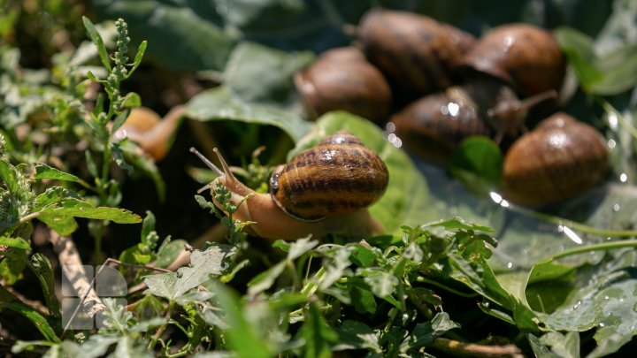 Povestea unui italian care și-a deschis o afacere exotică la Nisporeni. Crește melci și îi vinde peste hotare (FOTO)