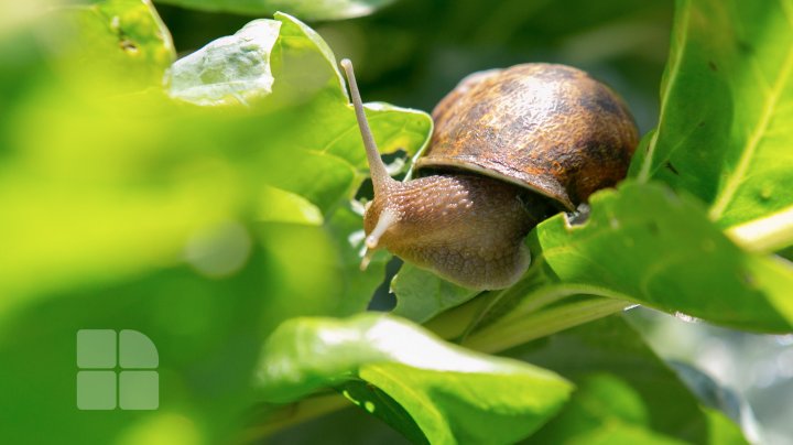 Povestea unui italian care și-a deschis o afacere exotică la Nisporeni. Crește melci și îi vinde peste hotare (FOTO)