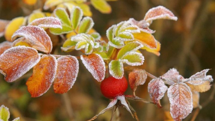 COD GALBEN DE ÎNGHEȚ. Când va intra în vigoare avertizarea meteorologilor