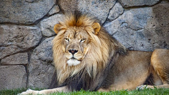 Lei şi tigri de la ZOO din Washington, testaţi pozitiv cu COVID-19. Animalele urmează să fie vaccinate