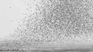 SPECTACOL PE CER! Mii de păsări au desenat forme inedite (VIDEO)