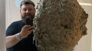 Cuib gigantic de viespi, lung de 1 metru, descoperit în podul unei case din Anglia (FOTO)