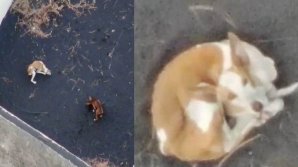 Trei câini, rămaşi captivi în apropierea vulcanului de pe insula La Palma, vor fi salvaţi cu ajutorul dronelor