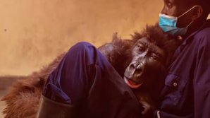 Gorila care a devenit celebră în toată lumea după un selfie cu îngrijitorul ei a murit