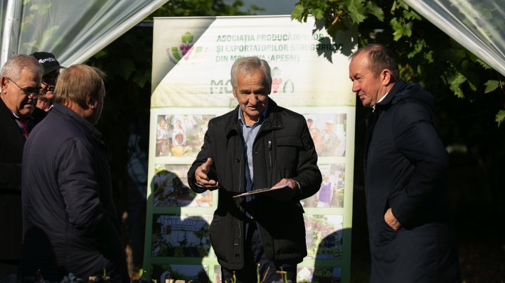 Roadă promiţătoare de struguri. Potrivit specialiştilor, vor fi culese circa 100 de mii de tone de "Moldova" (FOTO)