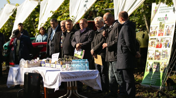 Roadă promiţătoare de struguri. Potrivit specialiştilor, vor fi culese circa 100 de mii de tone de "Moldova" (FOTO)