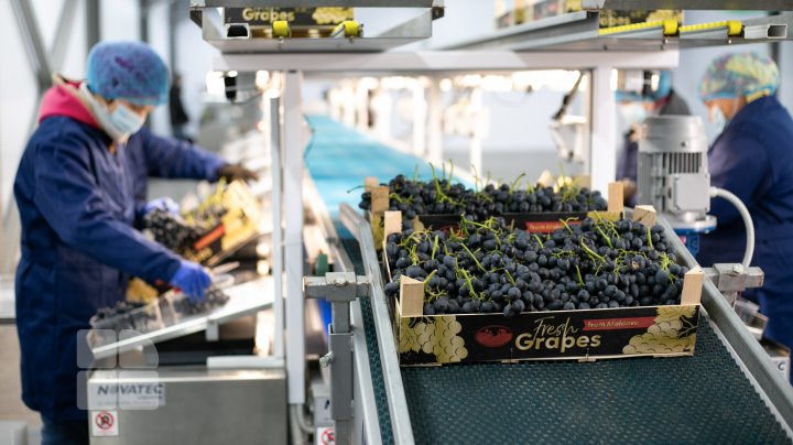 Agricultură modernă la Căinari. Doi fraţi au investit în turbine eoliene şi baterii solare în podgorii (FOTOREPORT)