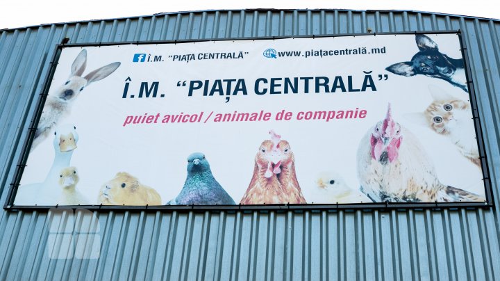 Criză de pui și găini la piaţa avicolă din Capitală. Ce spun cumpărătorii (FOTO)