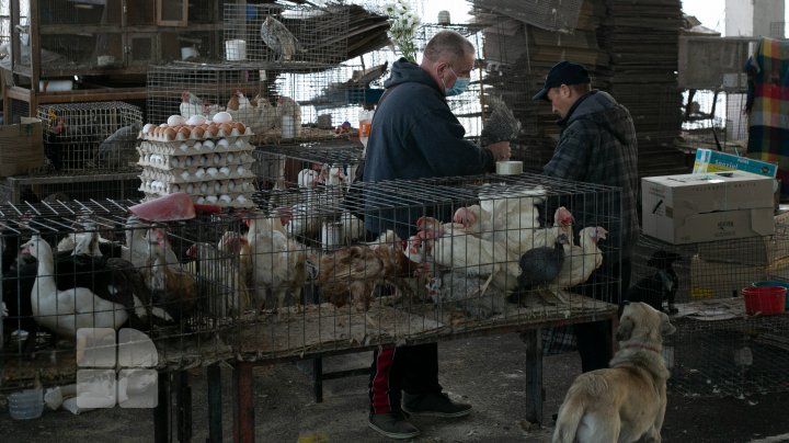 Criză de pui și găini la piaţa avicolă din Capitală. Ce spun cumpărătorii (FOTO)