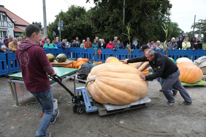 RECORD MONDIAL. Cât cântăreşte cel mare dovleac din Europa (FOTO)