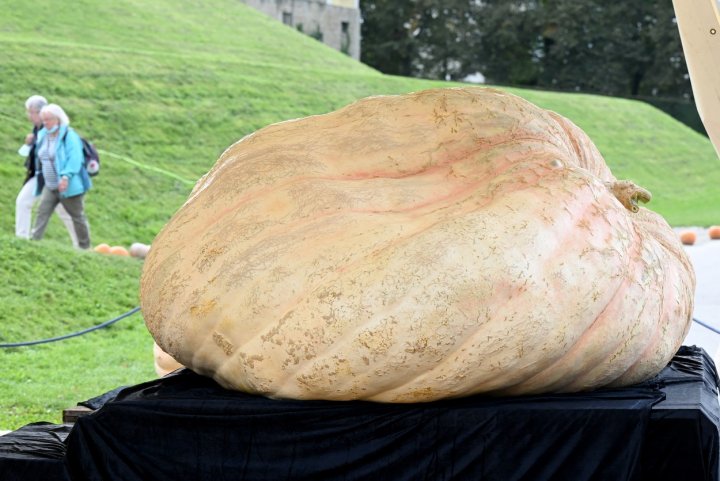 RECORD MONDIAL. Cât cântăreşte cel mare dovleac din Europa (FOTO)