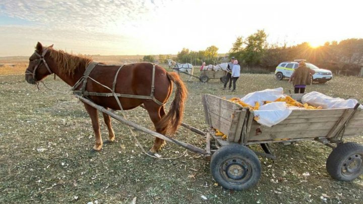 Tragedie în raionul Nisporeni: Un căruțaș a fost strivit de propriul cal (FOTO)