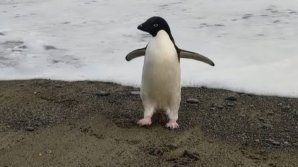 (VIDEO) Un pinguin a călătorit, din greșeală, 3.000 de km până-n Noua Zeelandă. Iniţial, un localnic a crezut că e o jucărie