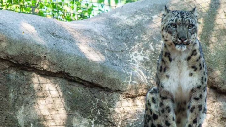 Trei leoparzi ai zăpezilor au murit în urma infectării cu coronavirus la o grădină zoologică din Nebraska