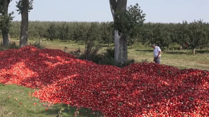 Partidul „ȘOR” insistă ca statul să cumpere în avans producția agricolă a fermierilor