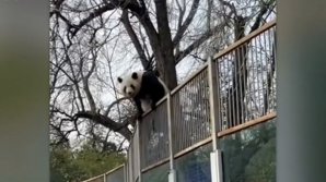 Un urs panda a încercat să fugă de la Grădina Zoologică din Beijing, sub privirile vizitatorilor (VIDEO) 