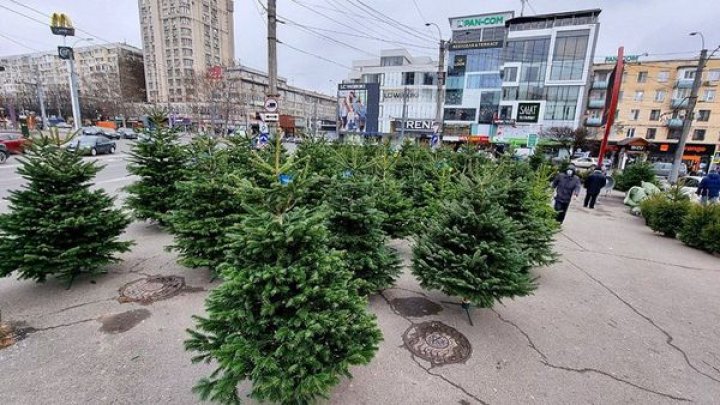 Târguri de brazi naturali în toate sectoarele Capitalei. Unde pot fi cumpăraţi Pomii de Crăciun