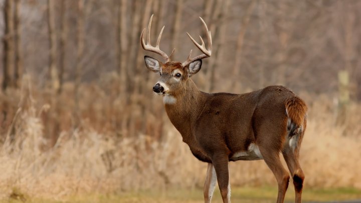 Primele cazuri de animale sălbatice infectate cu COVID-19 au fost semnalate în Canada