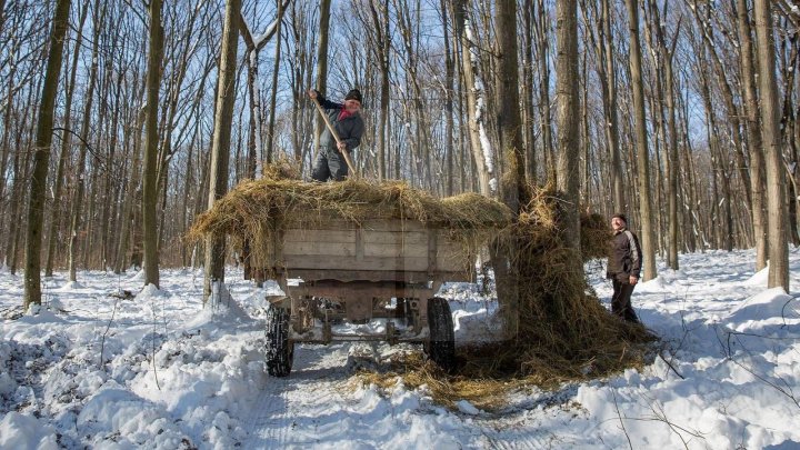 Pădurarii au grijă de animalele sălbatice: Tone de hrană, pregătite pentru viețuitoarele pădurii (FOTOREPORT)