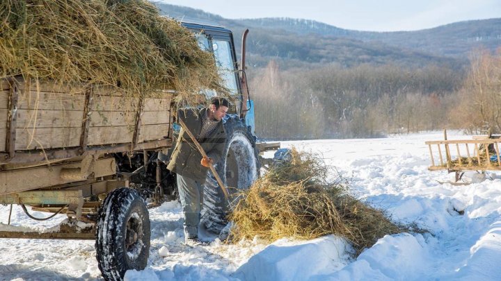 Pădurarii au grijă de animalele sălbatice: Tone de hrană, pregătite pentru viețuitoarele pădurii (FOTOREPORT)