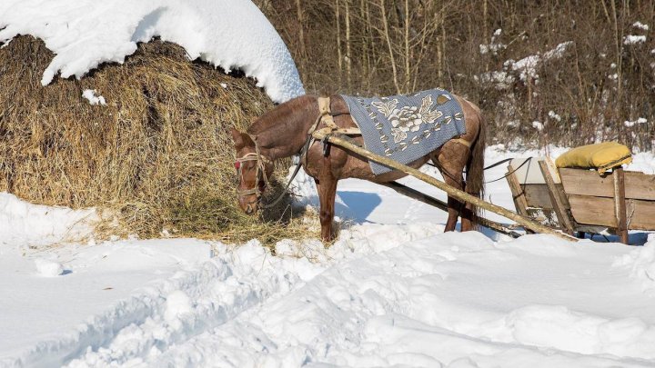 Pădurarii au grijă de animalele sălbatice: Tone de hrană, pregătite pentru viețuitoarele pădurii (FOTOREPORT)